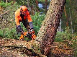 Best Organic Lawn Care Solutions  in Utica, NY