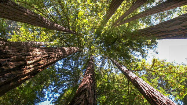 Best Tree Cabling and Bracing  in Utica, NY