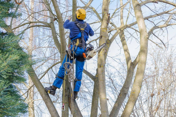 Best Firewood Processing and Delivery  in Utica, NY