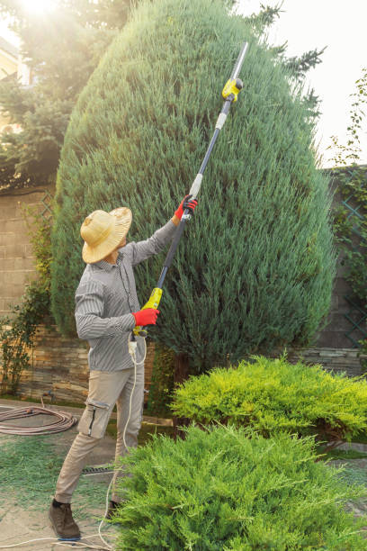 Best Seasonal Cleanup (Spring/Fall)  in Utica, NY