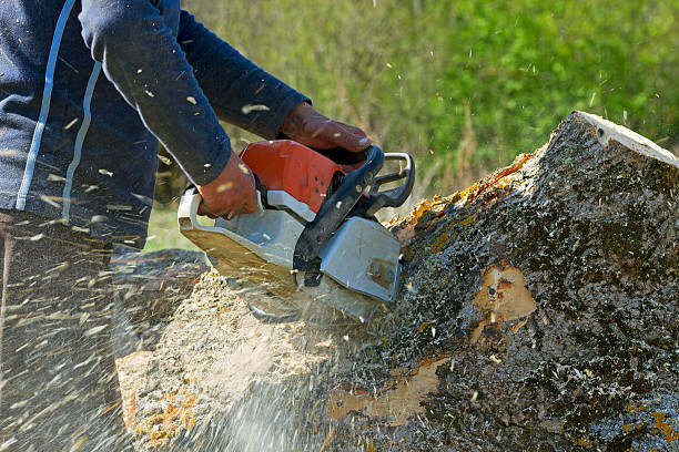 Best Lawn Pest Prevention  in Utica, NY