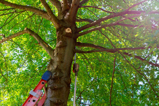 Best Arborist Consultation Services  in Utica, NY